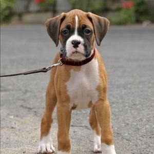 Meet your Posher, Baker